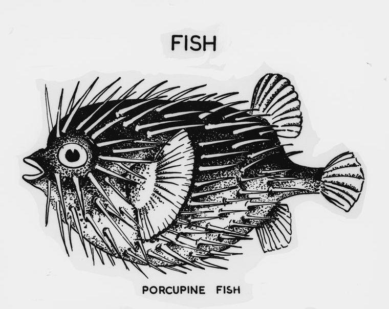 Porcupine Fish thumbnail